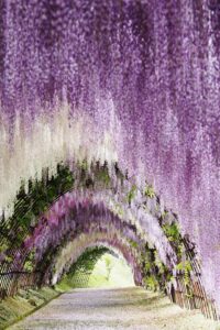 10 Stunning Spring Flower Festivals Around the World in 2025