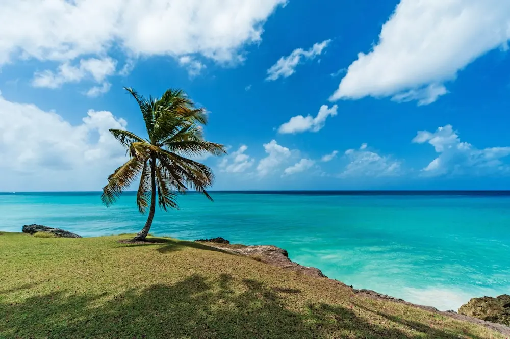 a palm tree on a hill overlooking the ocean at Barbados