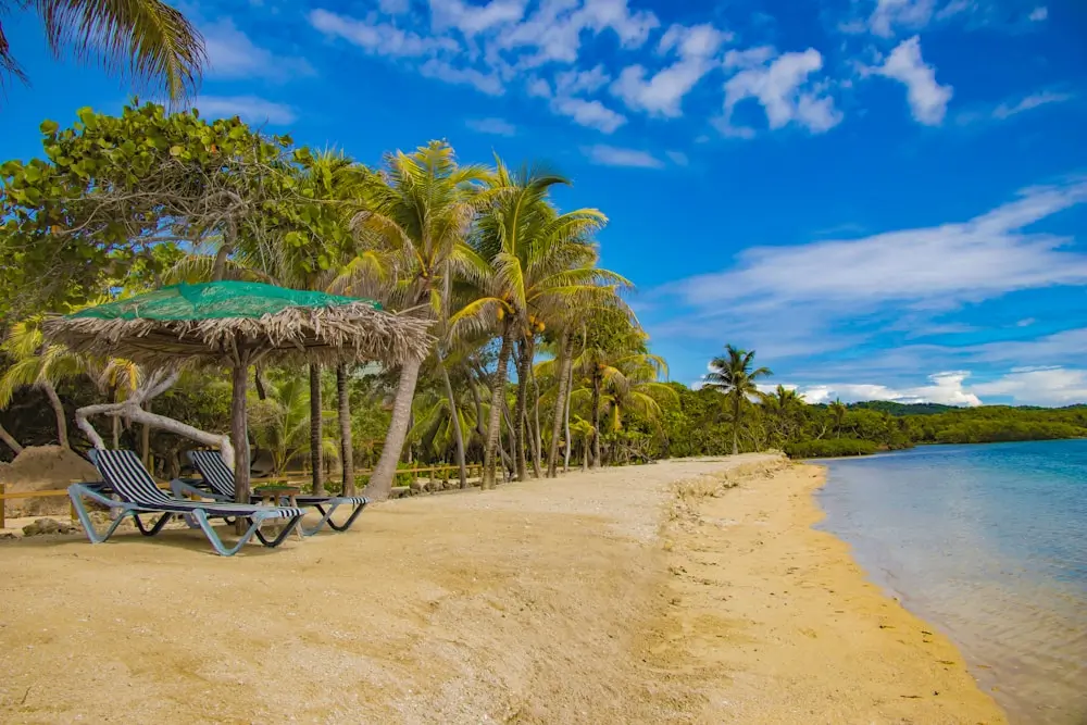 brown wooden beach lounge chair near palm trees under blue sky during daytime at Roatan, Honduras
