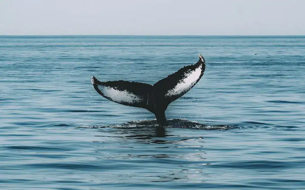 whale watching