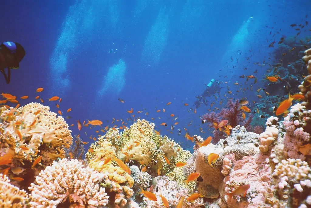 Ras Mohammed Underwater