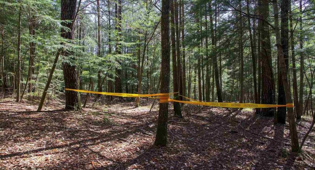 Aokigahara forest tape trails