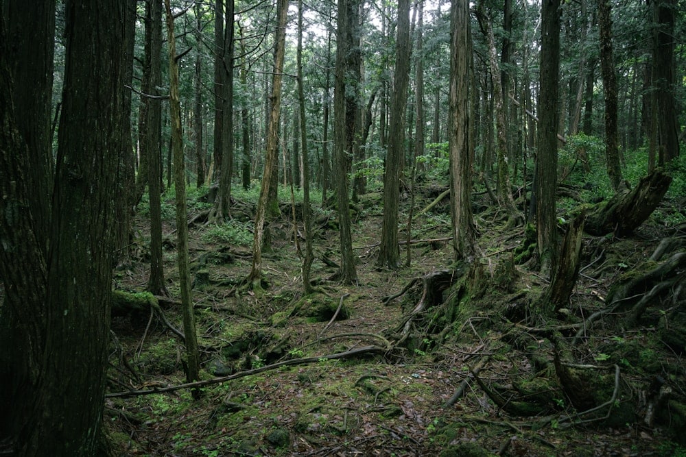 a lush green Aokigahara forest filled with lots of trees