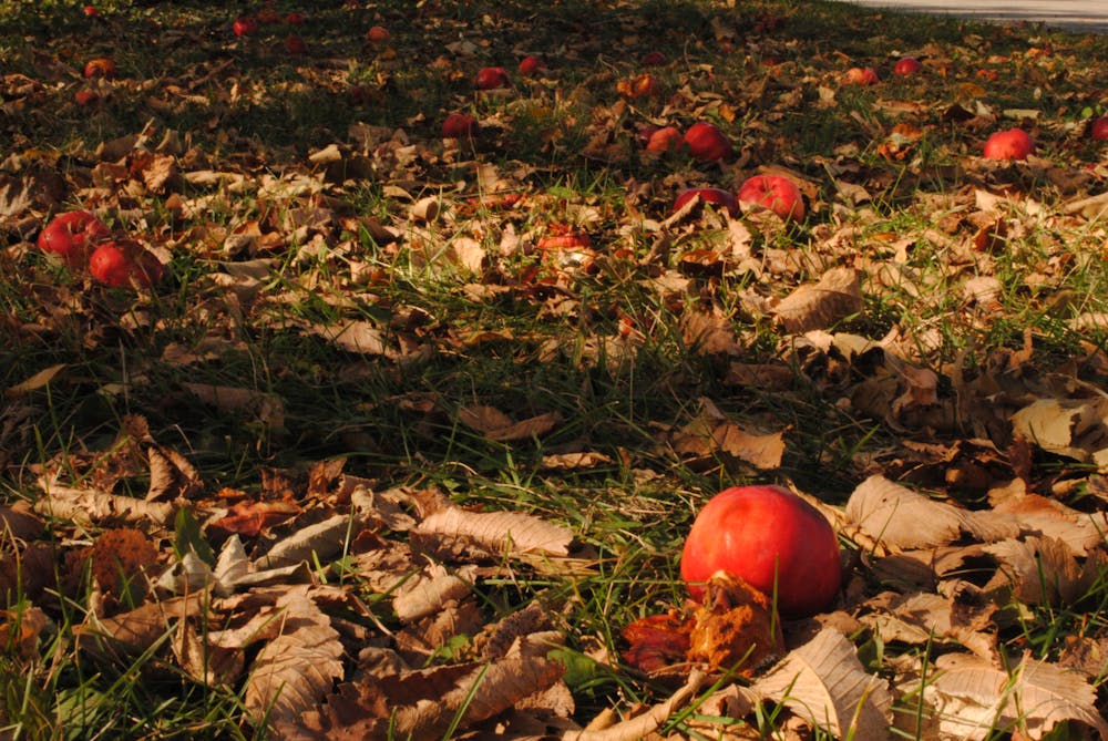 Vibrant red apples rest on a bed of autumn leaves, creating a picturesque fall scene.