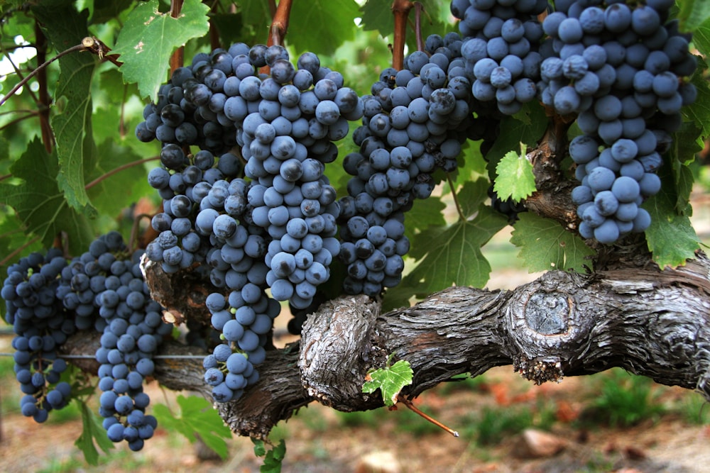 a bunch of blue grapes in Napa Valley