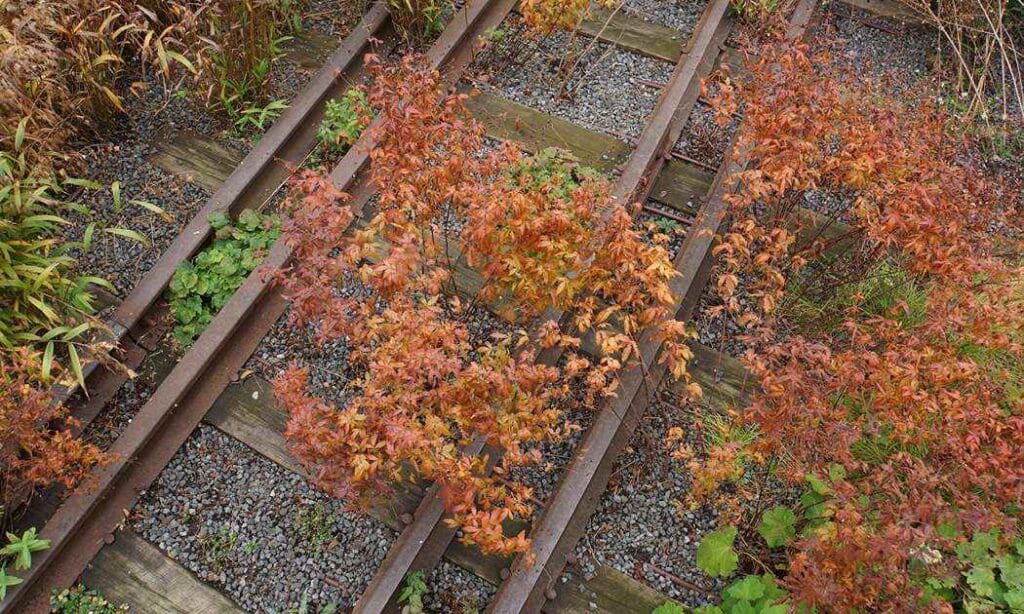 The High Line, NYC in Fall