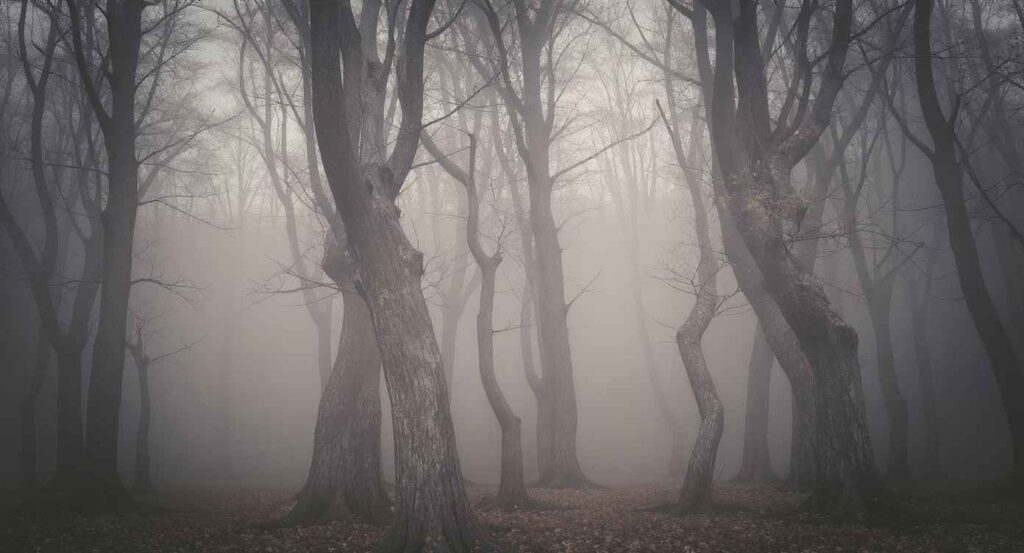 Hoia-Baciu Forest, Romania