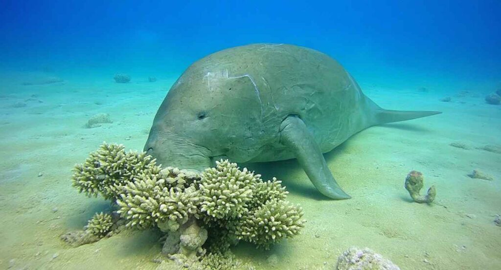 Marsa Alam Dugongs
