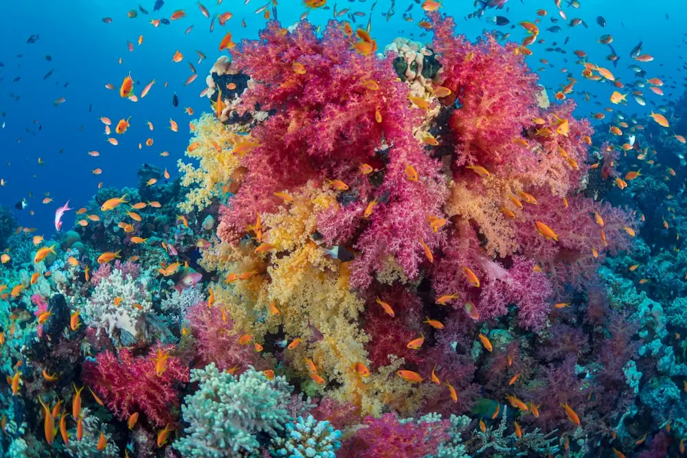 a coral reef with fish near Elphinstone Reef, Marsa Alam
