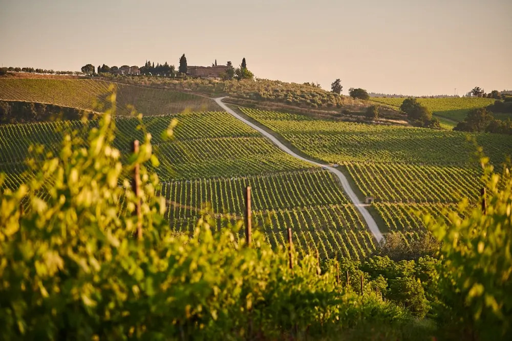 Tuscany Vineyards