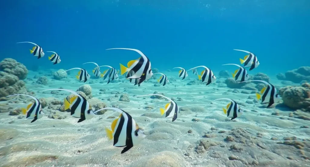 Underwater Reef Bannerfish