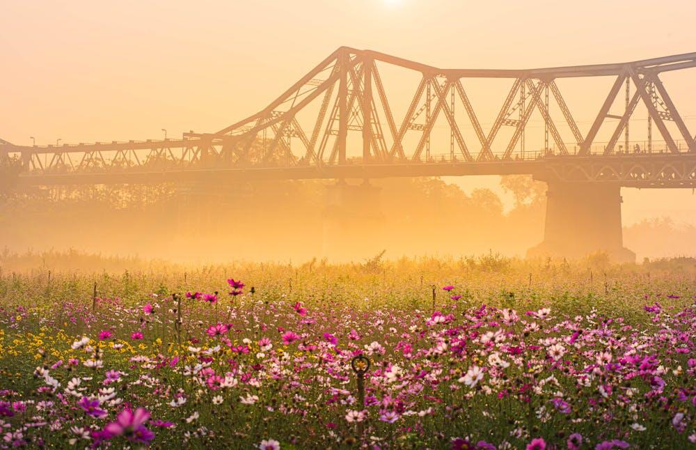 Sunset over Long Bien Bridge with Flower Field