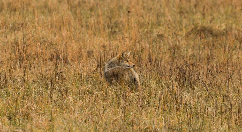 Coyote in the field Cades Cove Loop Road, Townsend, United States