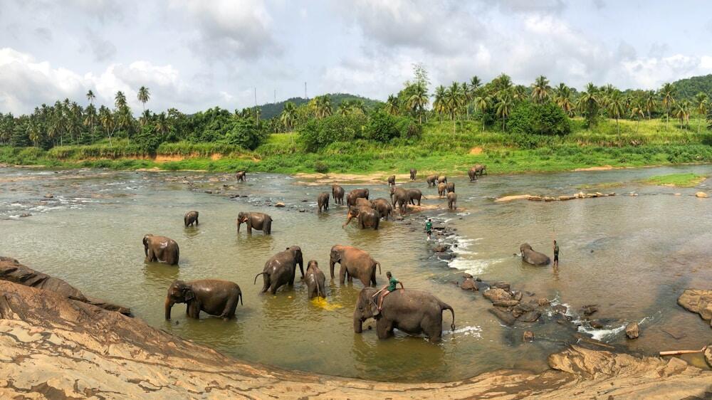 Elephant orphanage