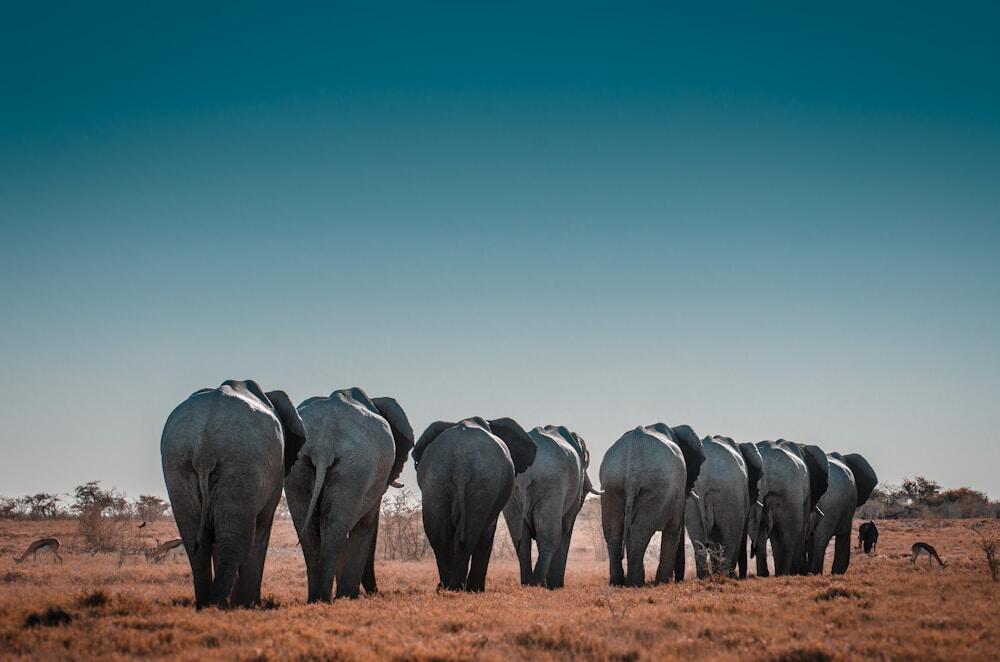 Etosha National Park, Namibia