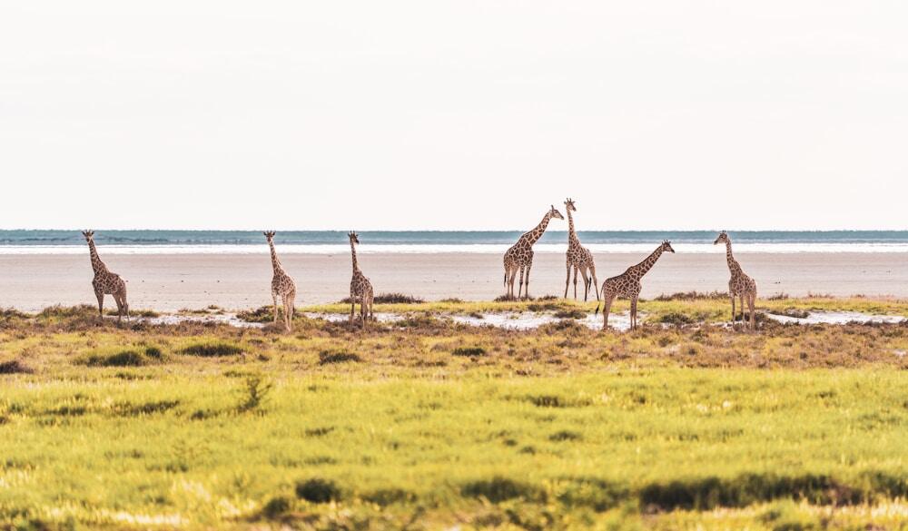 Etosha National Park, Namibia