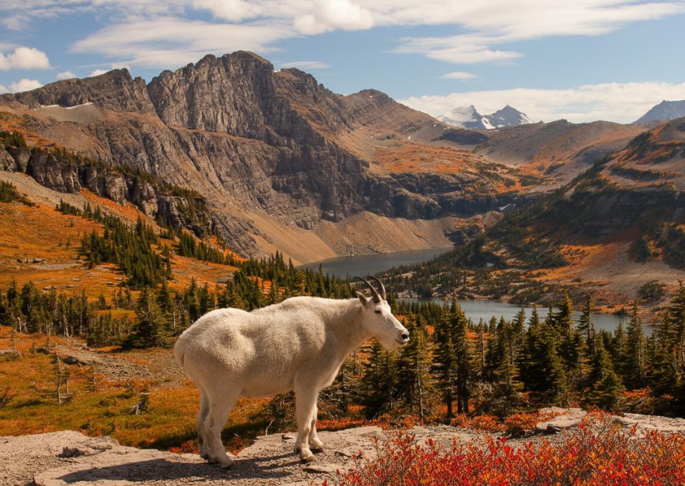 Glacier wildlife