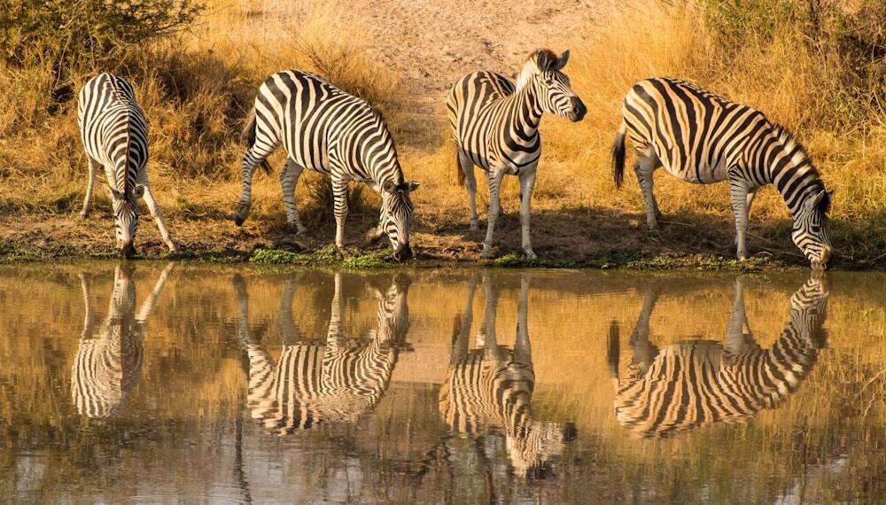 zebra standing on green grass during daytime in Kruger National Park, South Africa