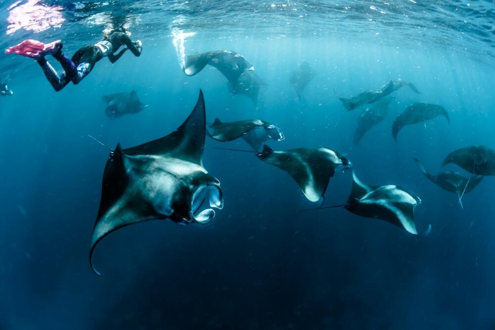 grey-and-black stingray in underwater photography, Mantas, Maldives
