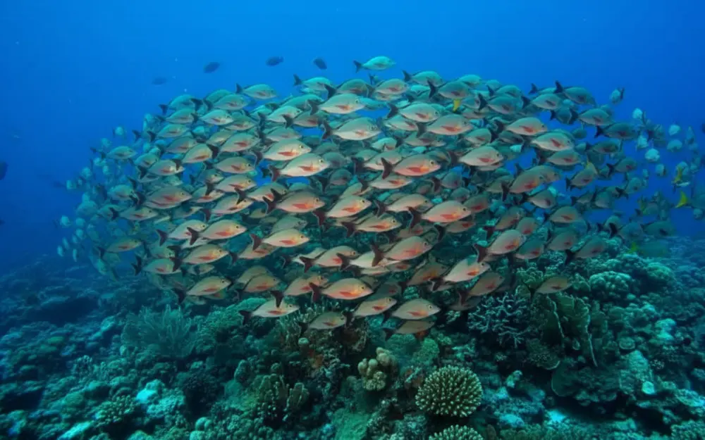 New Caledonia Marine Life