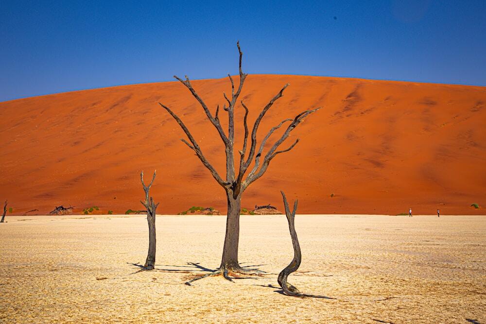 Dead camel thorn trees in the Namib desert, Namibia