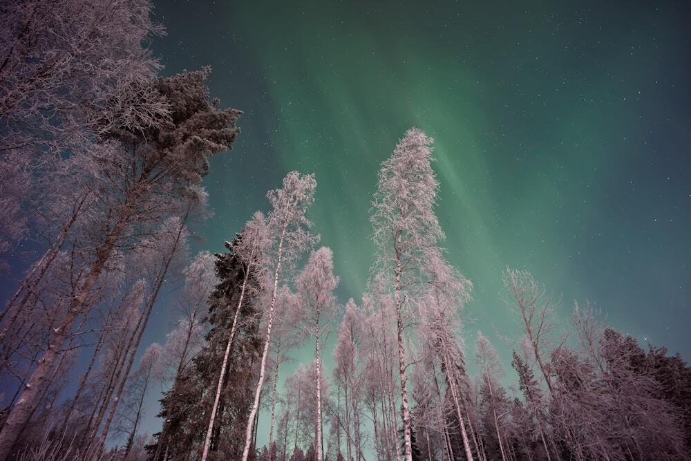 Northern Lights
