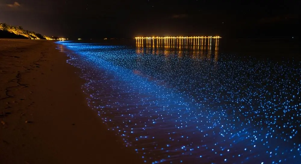 Maldives bioluminiscent beach