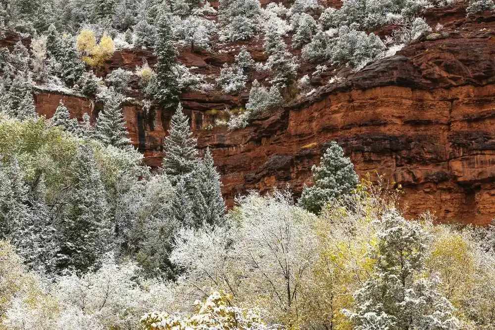 First dusting of snow on trees in Telluride, CO