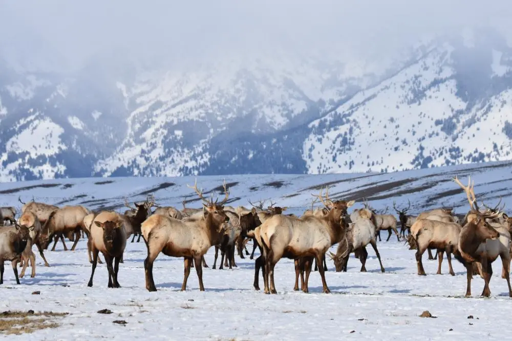National Elk Refuge