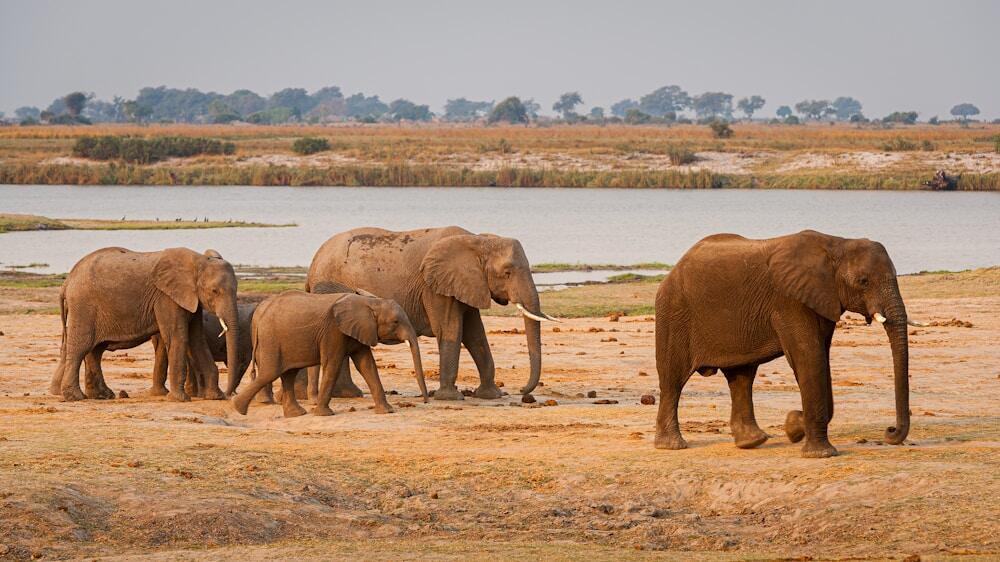 Small herd of Elephants in the Chobe National Park | Africa bucket list