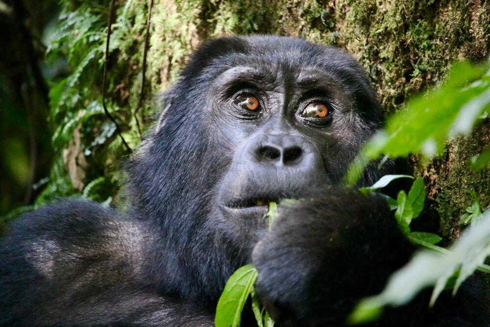 An endangered Mountain Gorilla in Bwindi Impenetrable Forest, Uganda.