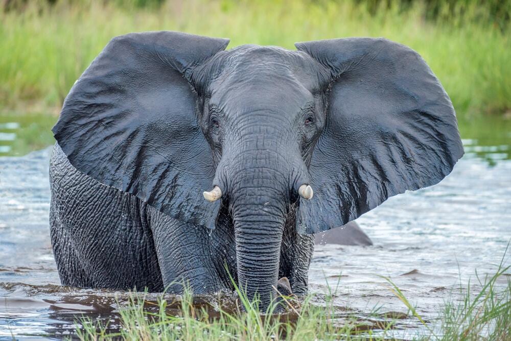 grey elephant in Okavango Delta
