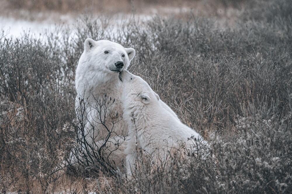 polar bears in a Churchill, Manitoba