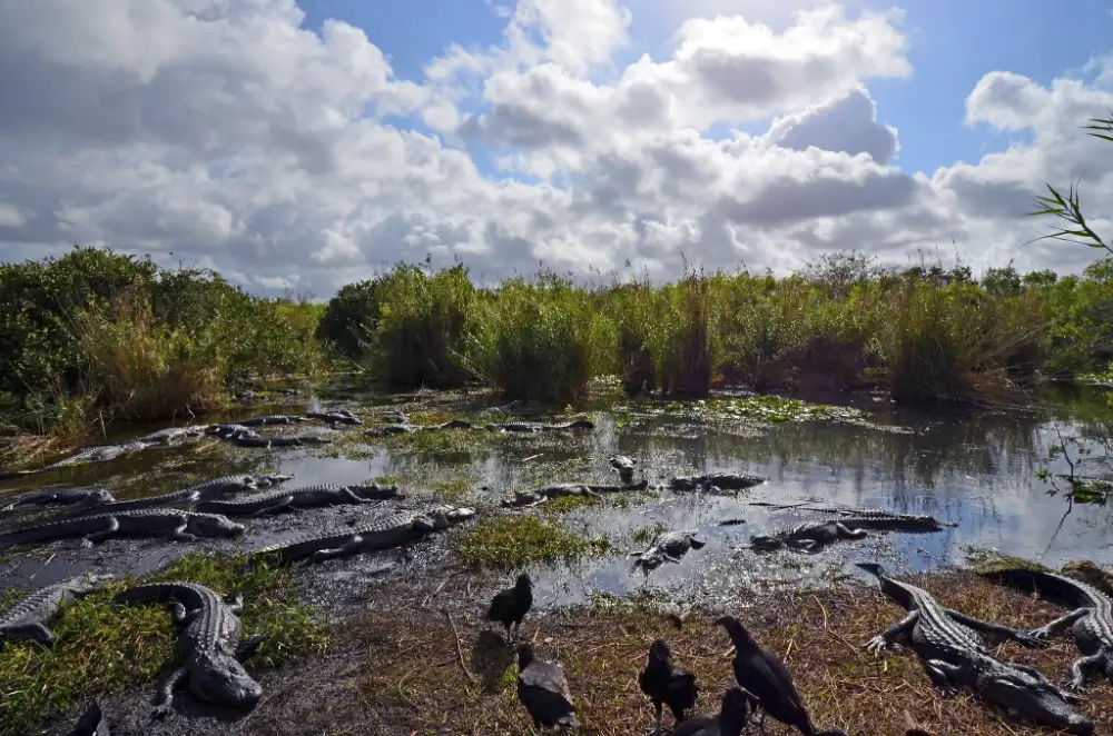 Alligators Anhinga Trail Everglades National