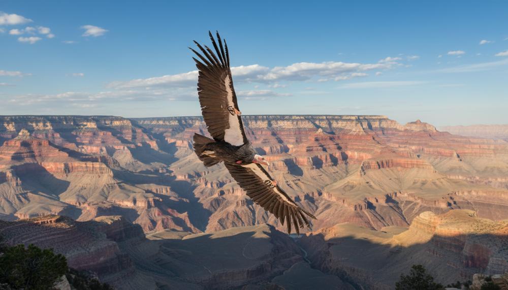 a condor soaring over Grand Canyon
