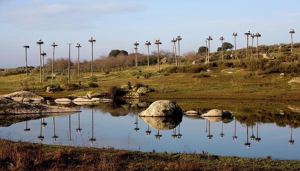 Stork nests outside Caceres, Extremadura, Spain