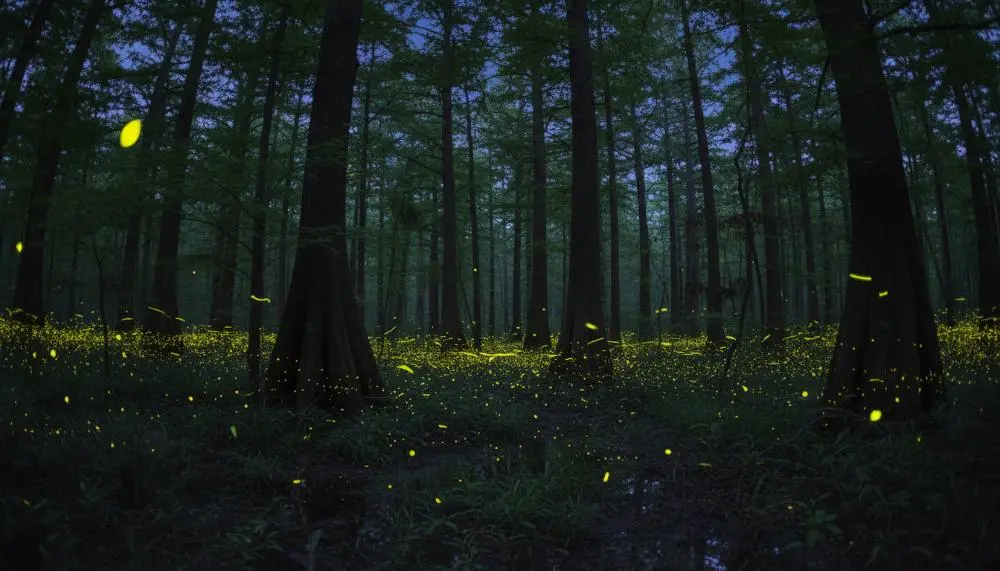 Congaree Synchronous Fireflies