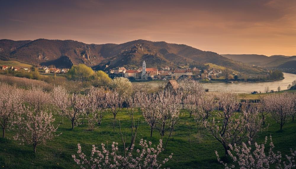 Marillenbl&uuml;te or Apricot Blossom in Wachau Valley, Aursria is a great choice for a spring break in Europe