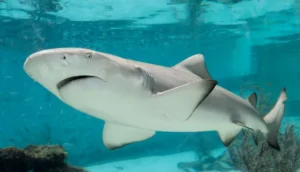Shark Attacks in the Red Sea: An Honest Look at the Real Risk
