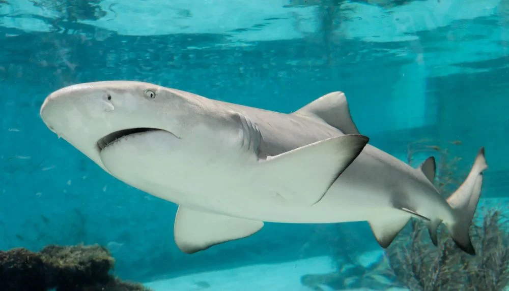 Shark Attacks in the Red Sea: An Honest Look at the Real Risk