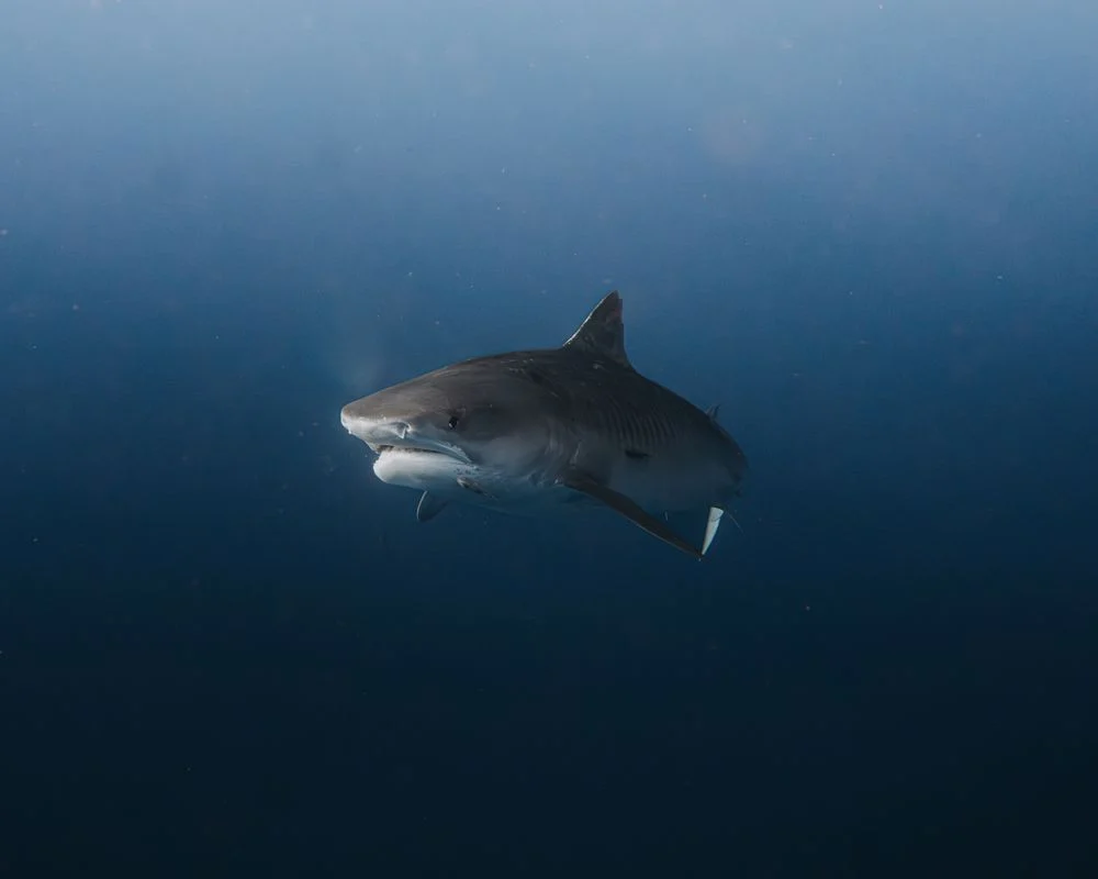 A tiger shark gracefully glides through the deep ocean, showcasing its natural beauty.
